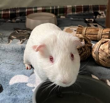 Rescue Guinea Pig Guinea Pigs for Adoption in San Jose, California - Hubble | PetCurious